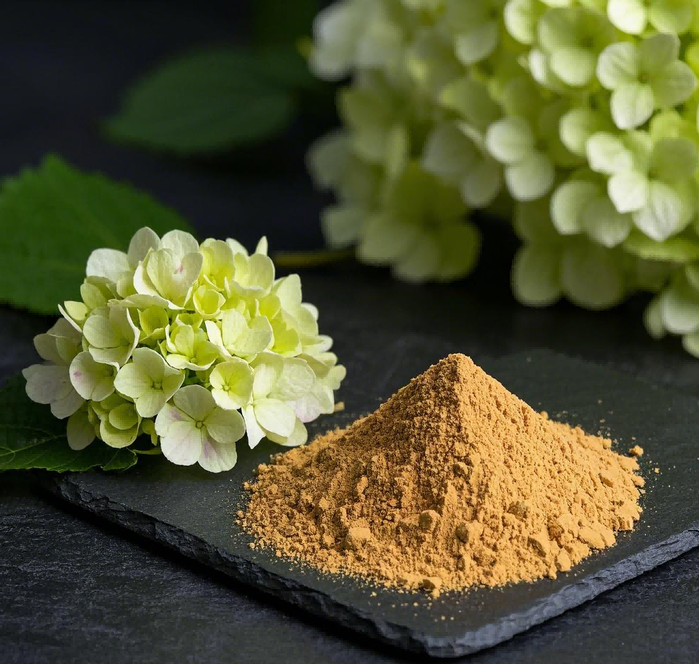 What Is Hydrangea Root Extract Good For?