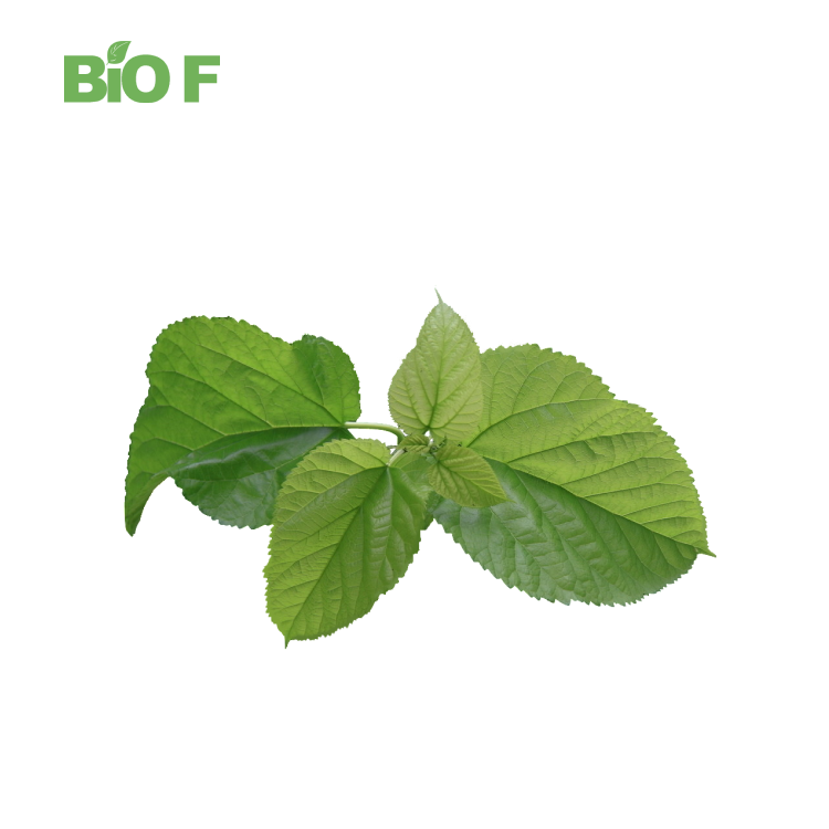 Best Selling Morus Alba Leaf Extract Powder Natural DNJ Extract with Free Samples