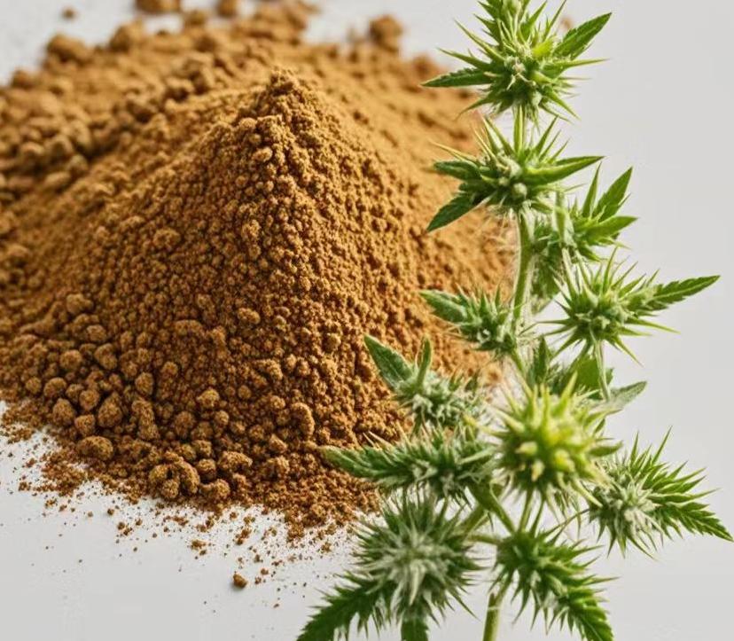 What Does Tribulus Terrestris Extract Do?
