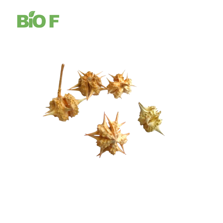 High Quality Tribulus Terrestris Extract Pure Natural 40% Saponins Tribulus Terrestris Powder