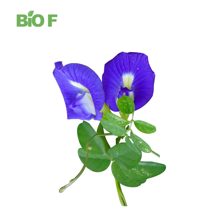 Food Grade Butterfly Pea Flower Powder Butterfly Pea Pollen