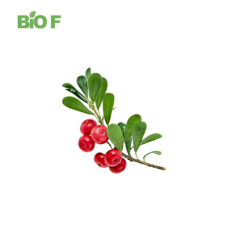 Super Quality Cosmetics Grade Water Soluble Uva Ursi Leaf Extract