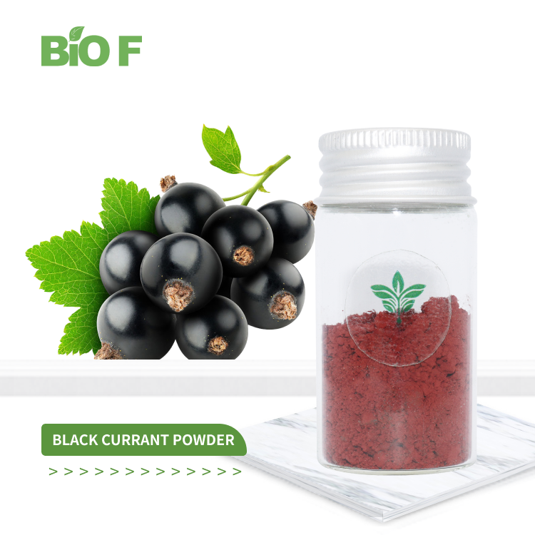 Wholesale Bulk Freeze Dried Blackcurrant Black Currant Extract Powder