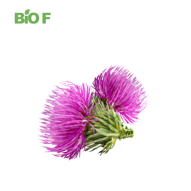 Milk Thistle Extract Water Soluble Silymarin 40% Powder for Supplement Formulations