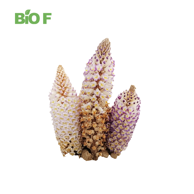 High Quality 10:1 20:1 Food Grade Verbascoside Cistanche Tubulosa Powder Cistanche Tubulosa Extract in Bulk