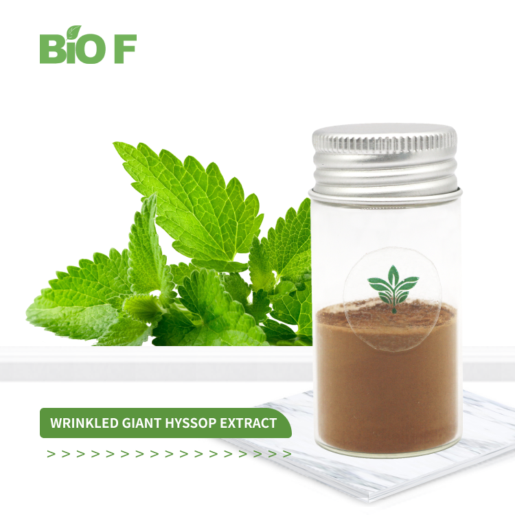 Natural Wrinkled Giant Hyssop Extract 10:1 Hyssopus Officinalis Extract Powder