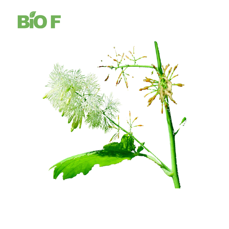 Hot Selling Food Grade Macleaya Cordata Extract Macleaya Cordata Powder 40%-60% Sanguinarine in Bulk