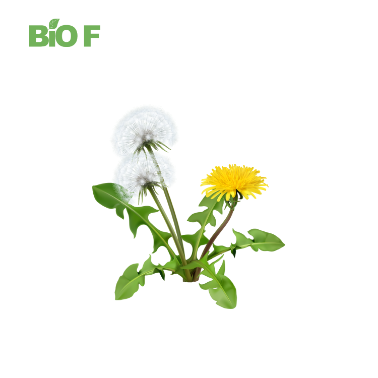 Wholesale Free Sample Dandelion Extract Powder/ Taraxacum Officinale Extract