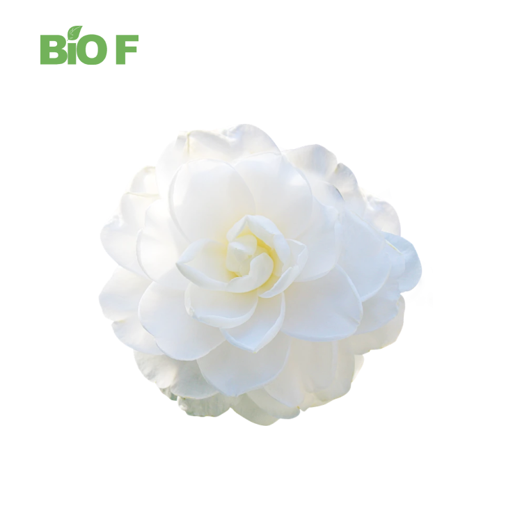 Wholesale Natural Camellia Oleifera Seeds Extract 90% Tea Saponin Powder