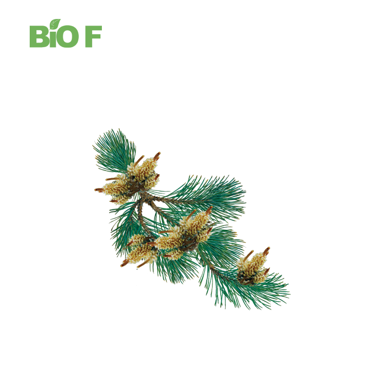 Wholesale Bulk Hot Selling Shell Broken Organic Pine Pollen Powder