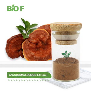 Reishi Mushroom Ganoderma Lucidum Extract Powder High Quality Natural in Bulk
