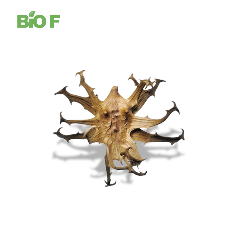 High Quality Hook Fruit Grass Extract Devil Claw Root Powder