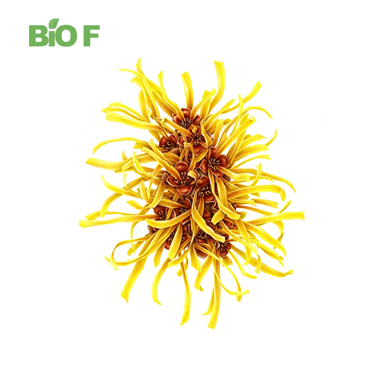 High Quality Hamamelis Virginiana Extract Powder 10:1 Witch Hazel Extract Hamamelis Virginiana Extract