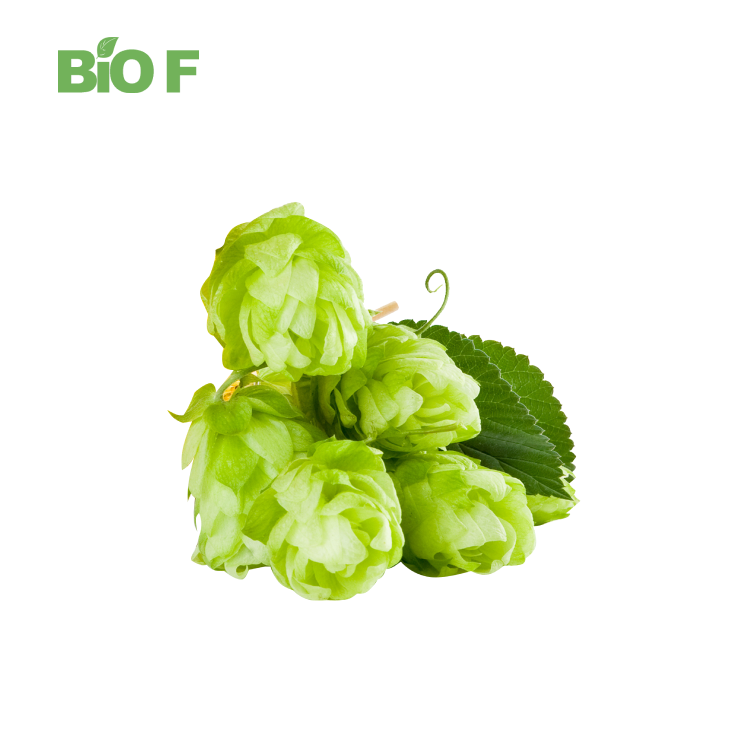 Natural Healthcare Supplement 5% Xanthohumol Hops Flower Extract
