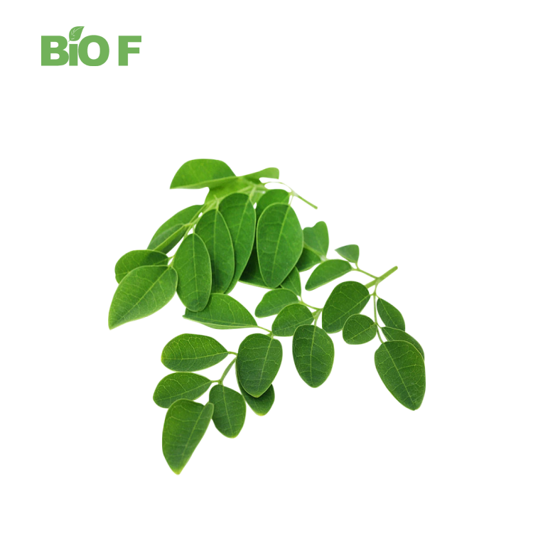 Hot Selling Pure Natural Moringa Leaf Extract Powder in Bulk