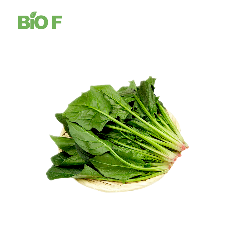 Direct Sales Green Dry Vegetable Spinach Extract Powder Spinach Powder