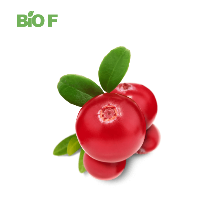 Wholesale Price High Purity Cranberry Extract Powder for Health