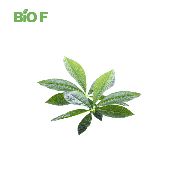 Natural Plant Extract Health Care Supplements Antioxidant Guava Leaf Extract