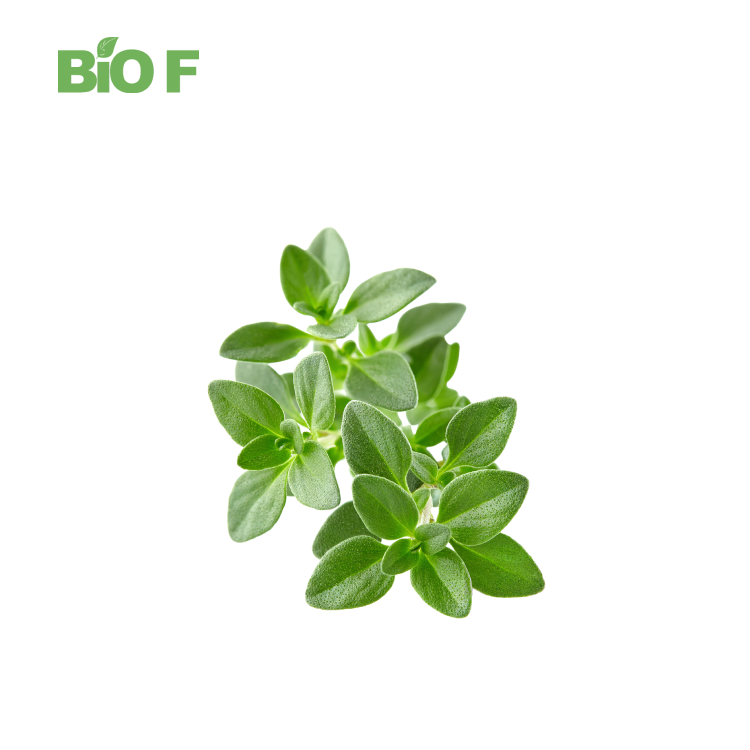 Factory Price Pure Organic Thymus Vulgaris Leaves Extract Thyme Extract Powder in Bulk