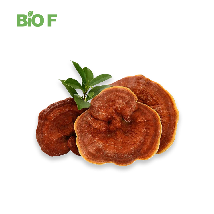 Reishi Mushroom Ganoderma Lucidum Extract Powder High Quality Natural in Bulk