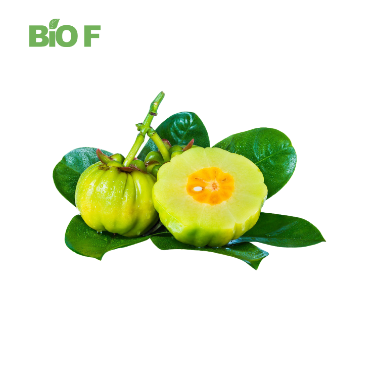 Wholesale High Quality Herbal Extract Garcinia Cambogia Extract Powder