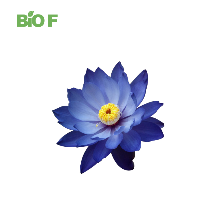 Wholesale High Quality 50:1 Blue Lotus Extract Powder with Fast Delivery