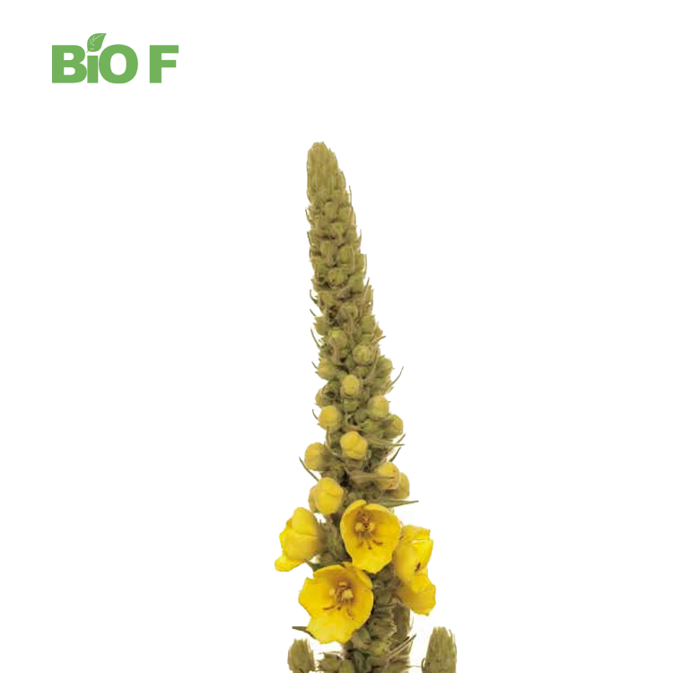 Hot Selling Health Supplement Natural Organic Mullein Leaf Extract Powder in Bulk