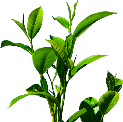 ISO Certificate Supply Camellia Sinensis Leaf Extract Powder Top Quality