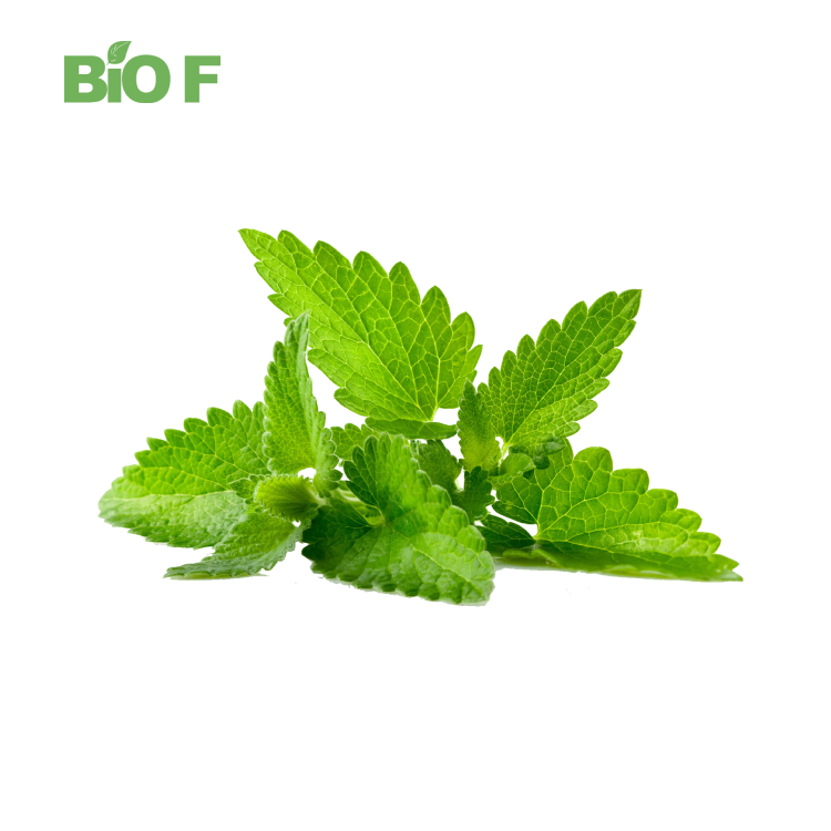 Natural Wrinkled Giant Hyssop Extract 10:1 Hyssopus Officinalis Extract Powder