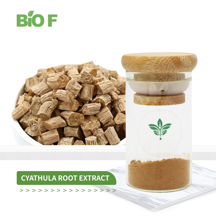 Chinese Herb Chuan Niu Xi Cyathula Root Extract 20:1 Radix Cyathulae Extract Powder