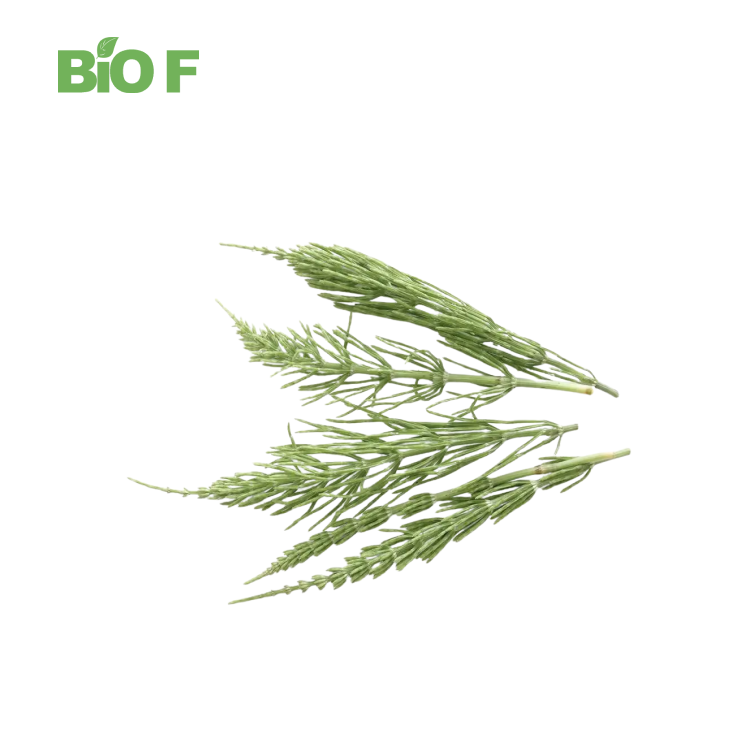 Pure Natural Horsetail Grass Extract Powder Silica 7% Horsetail Extract