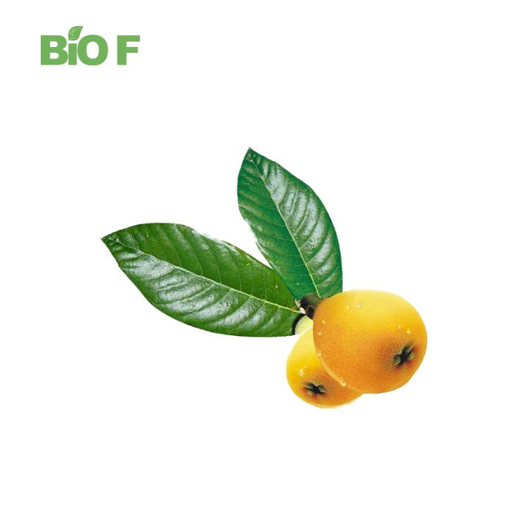 Super Quality 20% Loquat Leaf Extract Powder with Free Samples