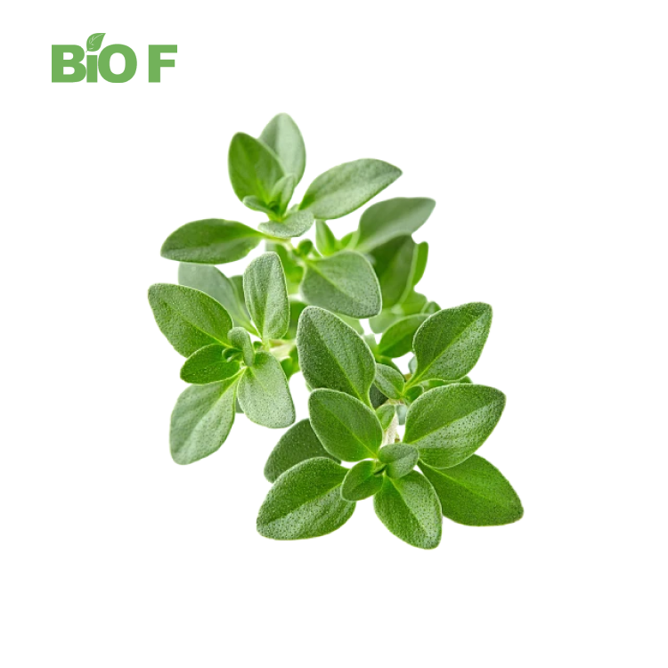 High Quality Purslane Extract 10:1 Herb Portulaca Oleracea Extract Powder