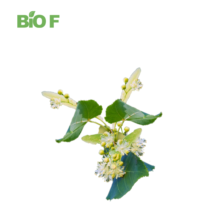 High Quality Fadogia Agrestis Extract 10:1 100% Natural Herbal Extract