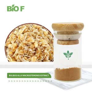 High Quality 10:1 Bulbus Allii Macrostemonis Extract in Bulk