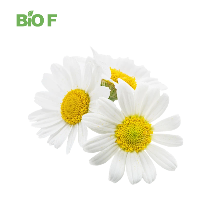 Super Quality Natural Plant Chamomile Flower Extract Powder