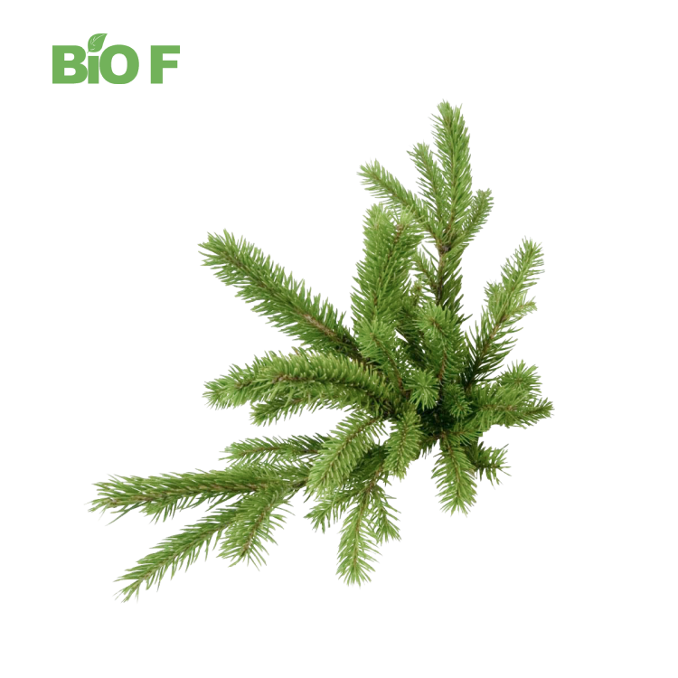 Larch Wood Extract Dihydroquercetin Taxifolin Powder 98% Dihydroquercetin