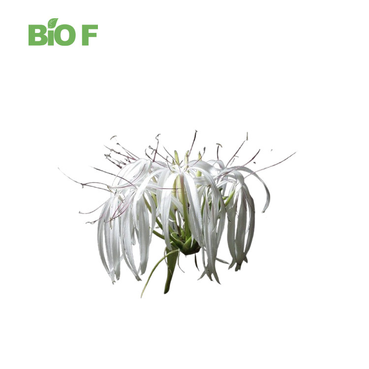 Wholesale Price High Quality Natural 100% Crinum Latifolium Extract Crinum Latifolium Powder