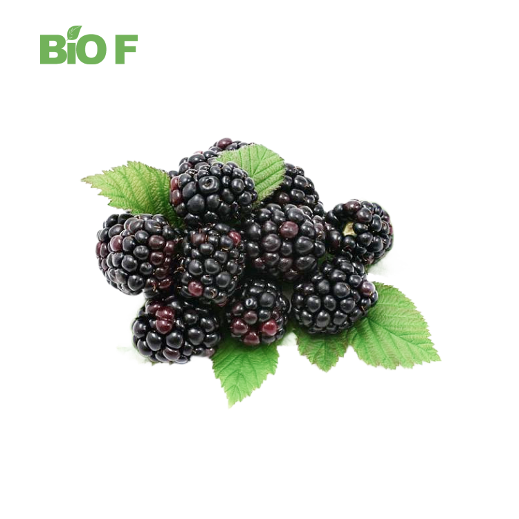 High Quality Cosmetic Grade Skin Whitening Purple Mulberry Powder in Bulk