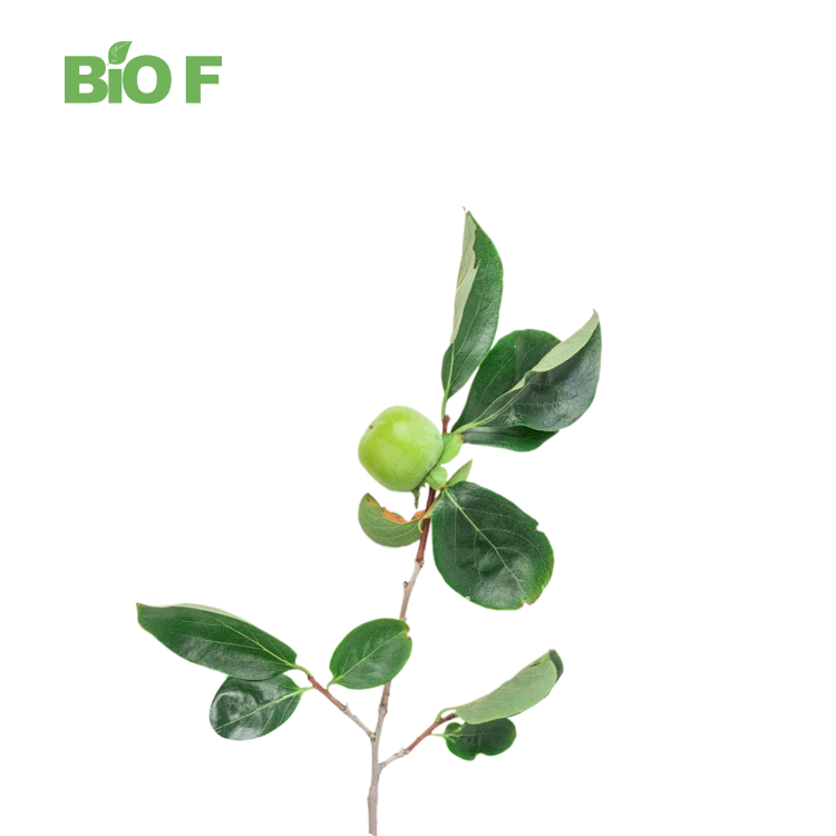 High Quality Natural 10:1 Persimmon Leaf Extract Powder Tannic Acid with Free Samples