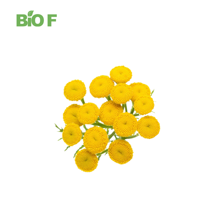 Wholesale Tansy Powder 10:1 20:1 30:1 Tanacetum Vulgare Extract Tansy Extract
