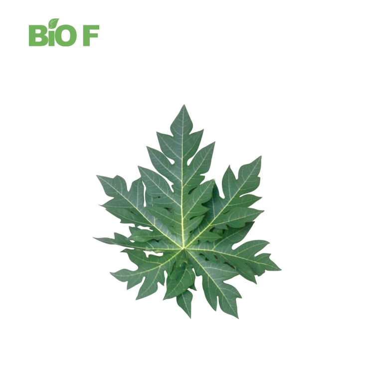 High Quality Natural 10:1 Papaya Saponins Fermented Papaya Leaf Extract Powder