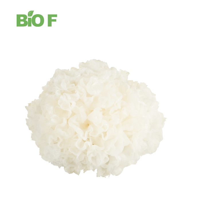 Natural Pure Sparassis Crispa Extract Best Price Sparassis Crispa Powder with Free Sample
