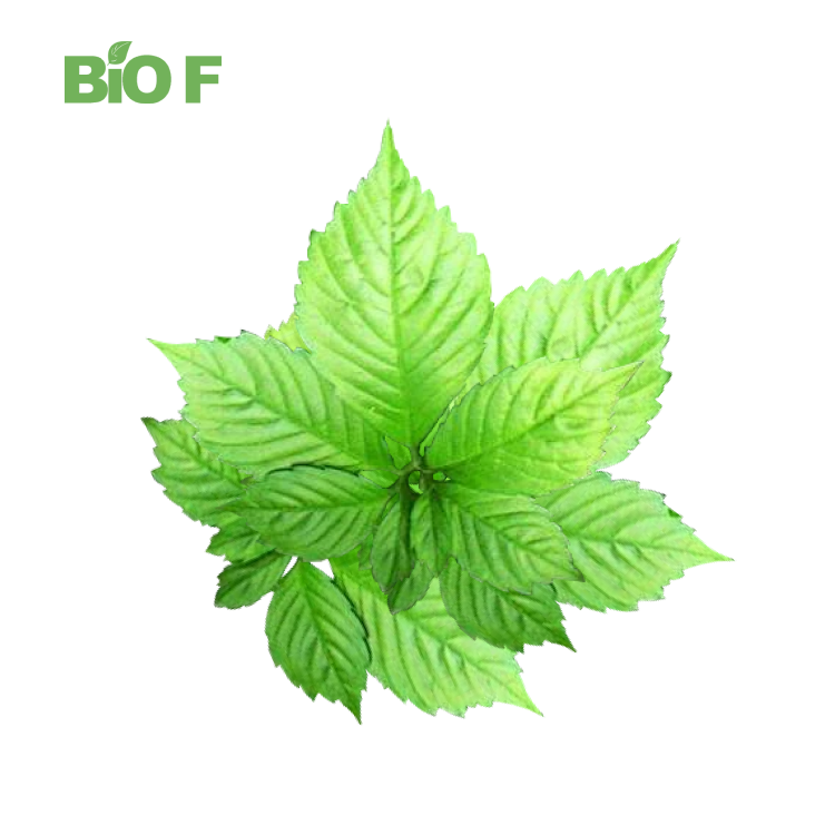 High Quality Gynostemma Extract Powder Gypenosides 98%