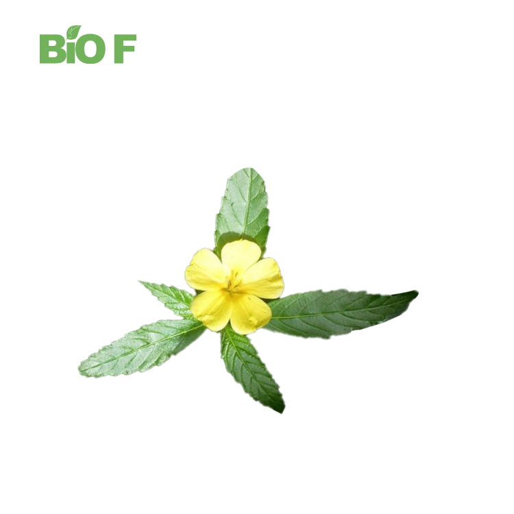 Hot Selling High Quality Damiana Extract Powder 10:1 for Sale