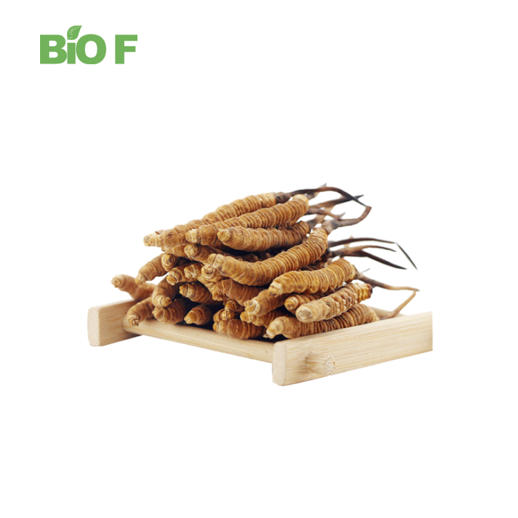 Pure Natural Health Care Cordyceps Sinensis Extract Powder in Bulk