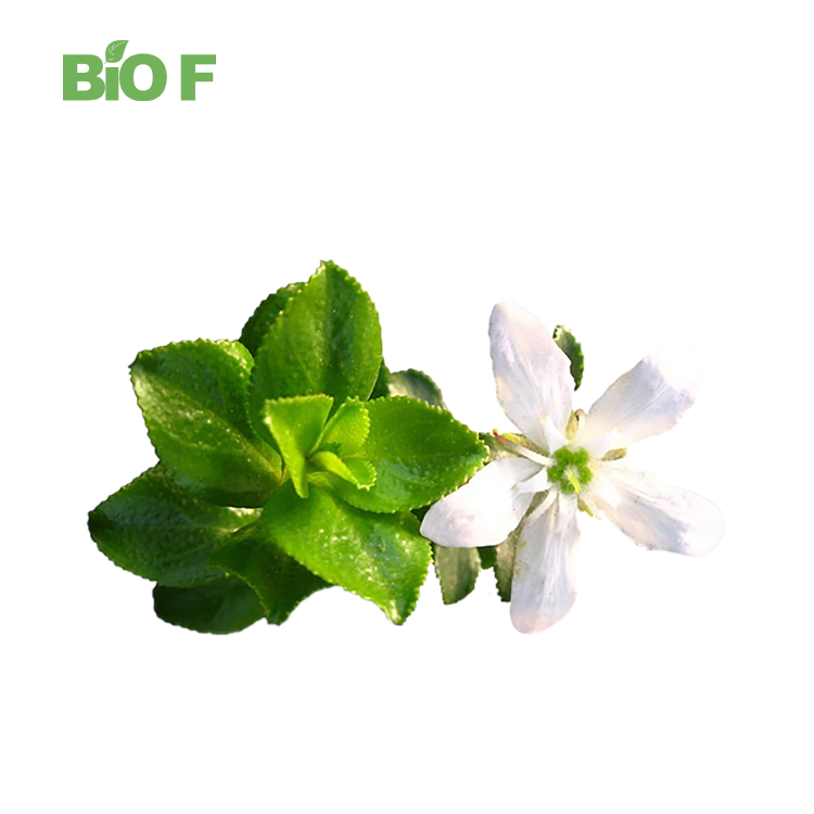 Wholesale Buchu Leaves Extract Barosma Betulina Powder