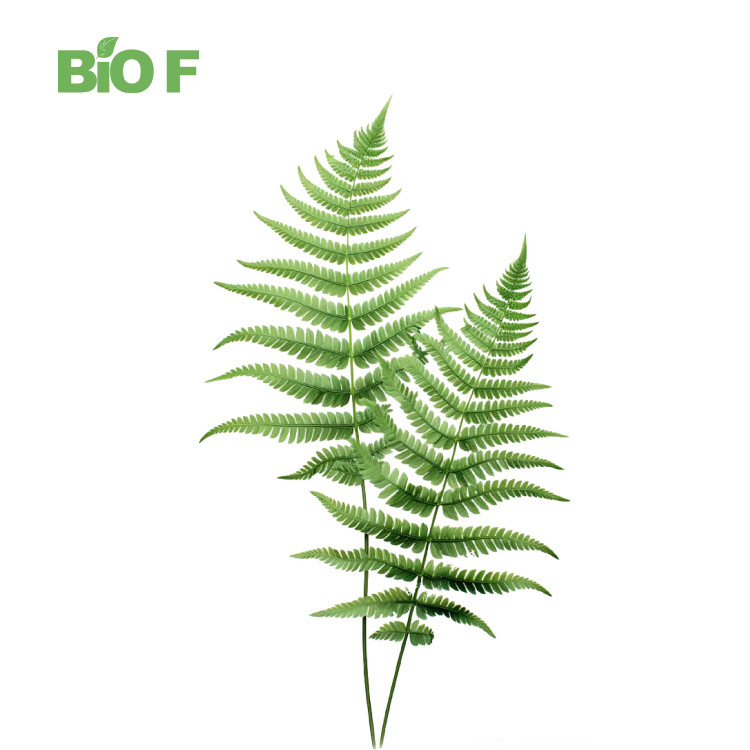 High Quality Pure Polypodiodes Niponica Powder 20:1 Polypodium Leucotomos Extract for Sale