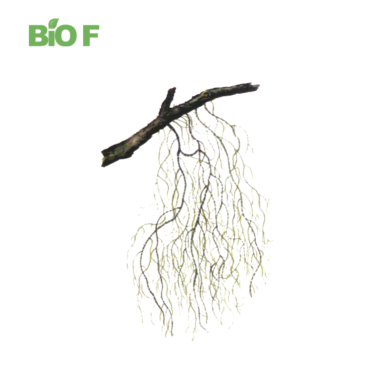 Cosmetic Raw Material 98% Usnic Acid Powder CAS 125-46-2 Usnea Extract / Lichen Extract Powder