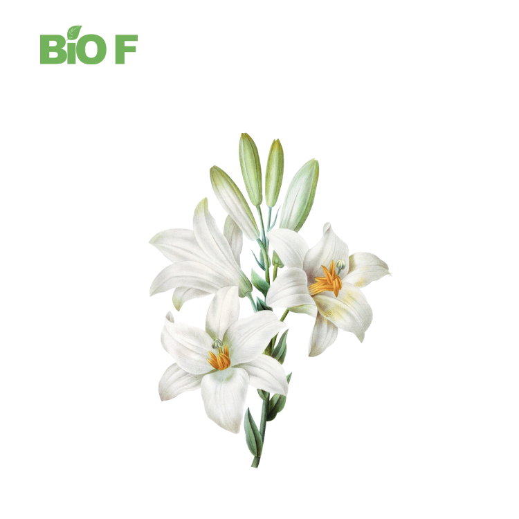 Top Quality Lily Extract Powder Herb Supplement Lily Bulb Extract Powder